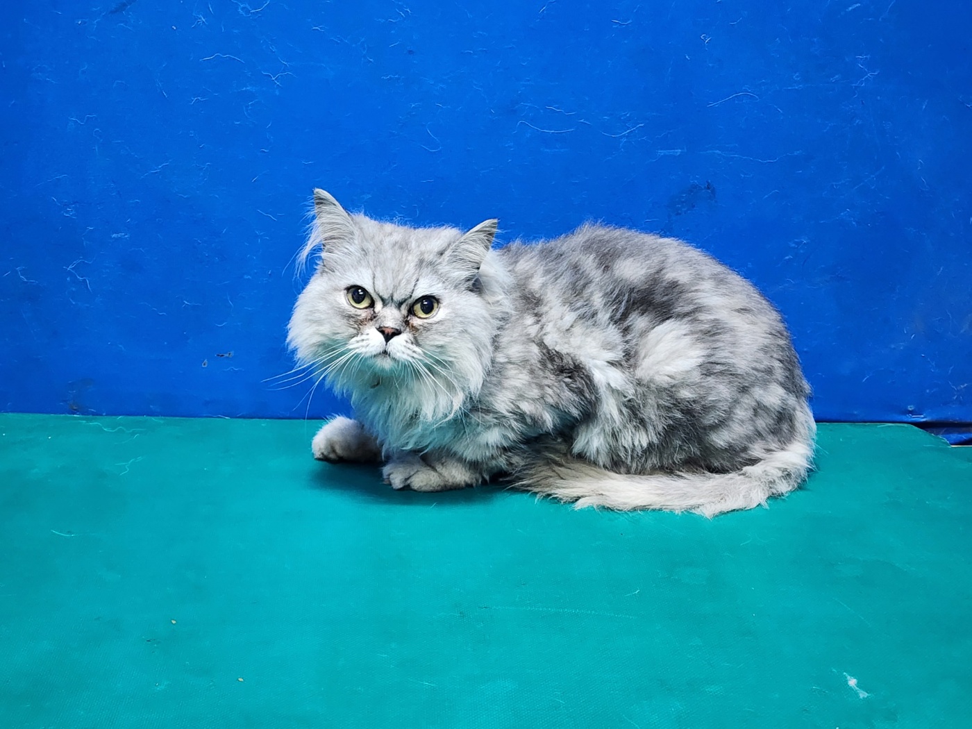 경산시유기동물보호소_447513202300883